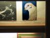 mourning dove & wood duck portraits